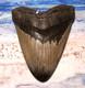 Megalodon Shark Tooth 4 5/8 Shark Teeth Huge Jaw Fossil Stunning Color Polished