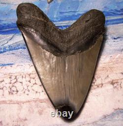 Megalodon Shark Tooth 4 5/8 Shark Teeth Huge Jaw Fossil Stunning Color Polished