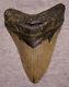 Megalodon Shark Tooth 4 5/8 Sharks Teeth Extinct Big Jaw Fossil No Repair Real
