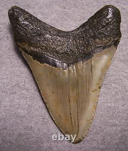 Megalodon Shark Tooth 4 5/8 Sharks Teeth Extinct Big Jaw Fossil No Repair Real