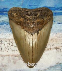 Megalodon Shark Tooth 4 5/8 Sharks Teeth Extinct Jaw Fossil Hugeno Repair