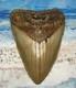 Megalodon Shark Tooth 4 5/8 Sharks Teeth Extinct Jaw Fossil Hugeno Repair