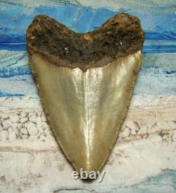 Megalodon Shark Tooth 4 5/8 Sharks Teeth Extinct Jaw Fossil Hugeno Repair