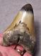 Megalodon Shark Tooth 4 5/8 Sharks Teeth Fossil Stunning Color Diamond Polished