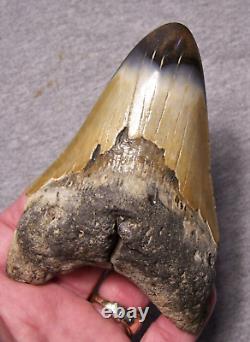 Megalodon Shark Tooth 4 5/8 Sharks Teeth Fossil Stunning Color Diamond Polished