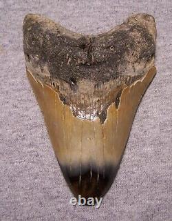 Megalodon Shark Tooth 4 5/8 Sharks Teeth Fossil Stunning Color Diamond Polished