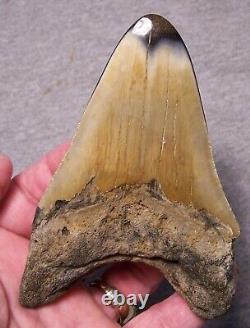 Megalodon Shark Tooth 4 5/8 Sharks Teeth Fossil Stunning Color Diamond Polished