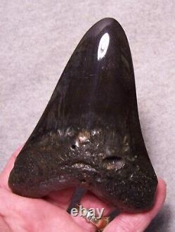 Megalodon Shark Tooth 4 5/8 Sharks Teeth Fossil Stunning Diamond Polished Jaw