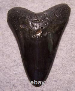 Megalodon Shark Tooth 4 5/8 Sharks Teeth Fossil Stunning Diamond Polished Jaw