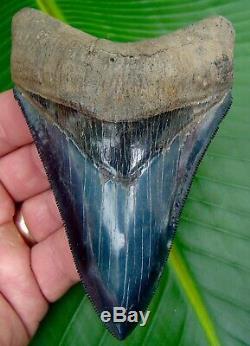 Megalodon Shark Tooth 4 & 5/8 TOP 1% SUPERIOR QUALITY NO RESTORATIONS