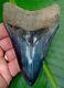 Megalodon Shark Tooth 4 & 5/8 Top 1% Superior Quality No Restorations