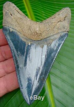 Megalodon Shark Tooth 4 & 5/8 TOP 1% SUPERIOR QUALITY NO RESTORATIONS