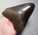 Megalodon Shark Tooth 4 5/8 Teeth Fossil Stunning Natural Pyrite Polished Gem