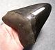 Megalodon Shark Tooth 4 5/8 Teeth Fossil Stunning Natural Pyrite Polished Gem