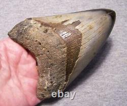 Megalodon Shark Tooth 4 5/8 Teeth Jaw Fossil Stunning Color Polished Megladon