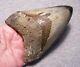Megalodon Shark Tooth 4 5/8 Teeth Jaw Fossil Stunning Color Polished Megladon