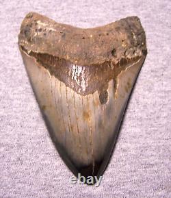 Megalodon Shark Tooth 4 5/8 Teeth Jaw Fossil Stunning Color Polished Megladon