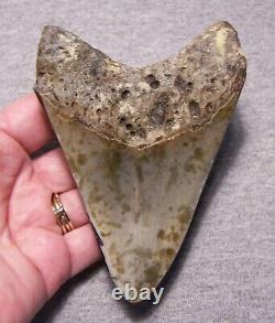 Megalodon Shark Tooth 4 5/8 Teeth Jaw Fossil Stunning Color Polished Megladon