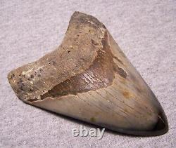 Megalodon Shark Tooth 4 5/8 Teeth Jaw Fossil Stunning Color Polished Megladon