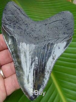 Megalodon Shark Tooth 4 & 5/8 in. HIGH QUALITY SERRATED NO RESTORATIONS