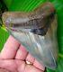 Megalodon Shark Tooth 4 & 5/8 In. World Class Top 1% No Restorations