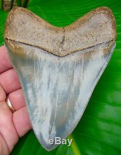 Megalodon Shark Tooth 4 & 5/8 in. WORLD CLASS TOP 1% NO RESTORATIONS