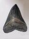 Megalodon Shark Tooth 4.5 Huge Shark Teeth Real Fossil Megladon