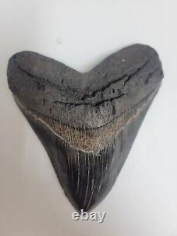 Megalodon Shark Tooth 4.5 Huge Shark Teeth Real Fossil Megladon