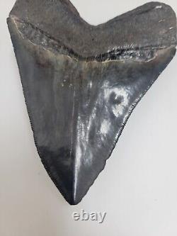 Megalodon Shark Tooth 4.5 Huge Shark Teeth Real Fossil Megladon