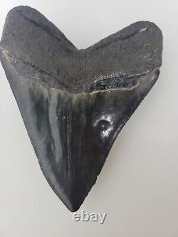 Megalodon Shark Tooth 4.5 Huge Shark Teeth Real Fossil Megladon