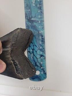 Megalodon Shark Tooth 4.5 Huge Shark Teeth Real Fossil Megladon