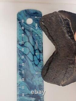 Megalodon Shark Tooth 4.5 Huge Shark Teeth Real Fossil Megladon