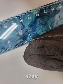 Megalodon Shark Tooth 4.5 Huge Shark Teeth Real Fossil Megladon