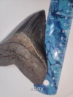 Megalodon Shark Tooth 4.5 Huge Shark Teeth Real Fossil Megladon