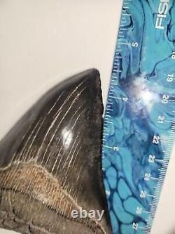 Megalodon Shark Tooth 4.5 Huge Shark Teeth Real Fossil Megladon