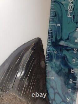 Megalodon Shark Tooth 4.5 Huge Shark Teeth Real Fossil Megladon