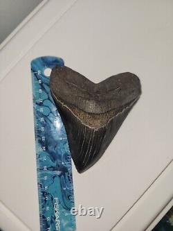 Megalodon Shark Tooth 4.5 Huge Shark Teeth Real Fossil Megladon