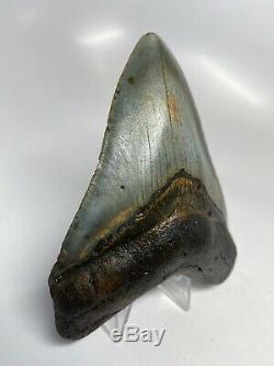 Megalodon Shark Tooth 4.61 Amazing Perfect Fossil Natural 5617