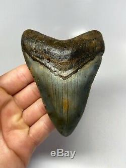 Megalodon Shark Tooth 4.61 Amazing Perfect Fossil Natural 5617