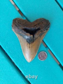 Megalodon Shark Tooth 4.61- Real Fossil No Restorations, Rare Color
