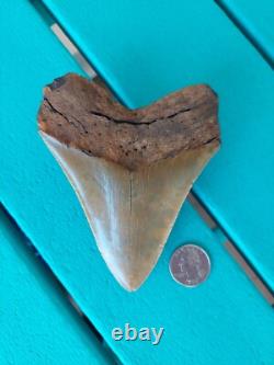 Megalodon Shark Tooth 4.61- Real Fossil No Restorations, Rare Color