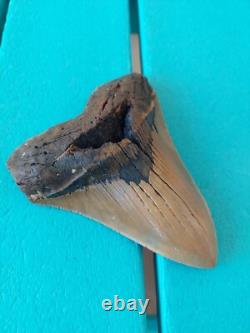 Megalodon Shark Tooth 4.61- Real Fossil No Restorations, Rare Color