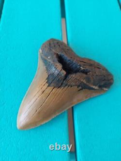 Megalodon Shark Tooth 4.61- Real Fossil No Restorations, Rare Color