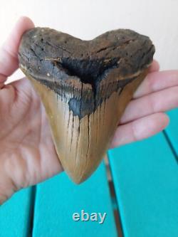 Megalodon Shark Tooth 4.61- Real Fossil No Restorations, Rare Color