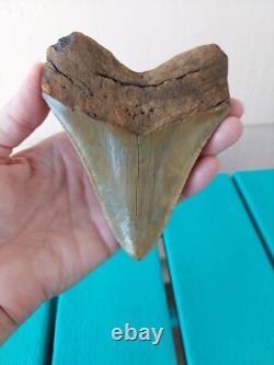 Megalodon Shark Tooth 4.61- Real Fossil No Restorations, Rare Color