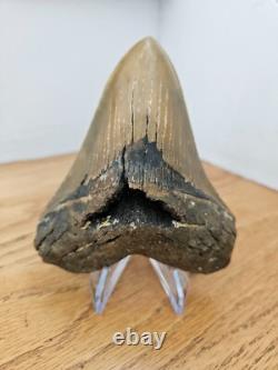 Megalodon Shark Tooth 4.61- Real Fossil No Restorations, Rare Color