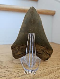 Megalodon Shark Tooth 4.61- Real Fossil No Restorations, Rare Color