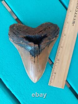 Megalodon Shark Tooth 4.61- Real Fossil No Restorations, Rare Color