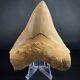 Megalodon Shark Tooth 4.62 Real Repaired Indonesian Fossil