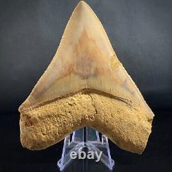 Megalodon Shark Tooth 4.62 Real Repaired Indonesian Fossil